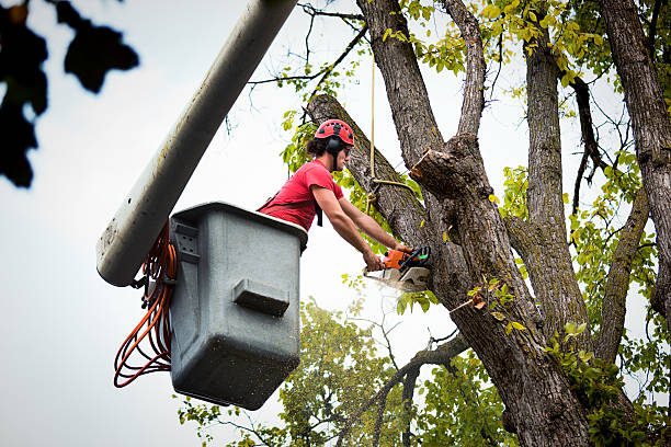 Best Tree Mulching  in Boron, CA